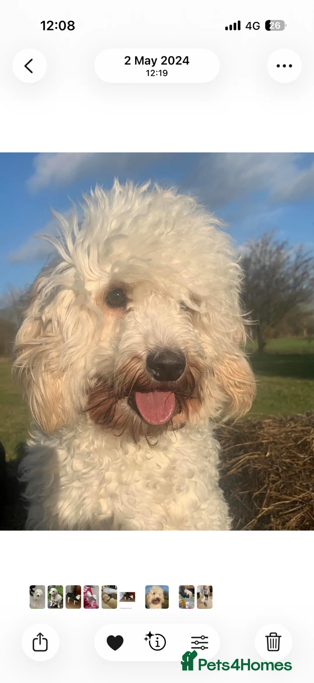 Cockapoo dogs for sale: Cockapoo Apricot/Red/Black Pups - Advert 2