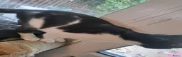 Domestic Shorthair cats for sale: Kittens for sale in Runcorn - Advert 13