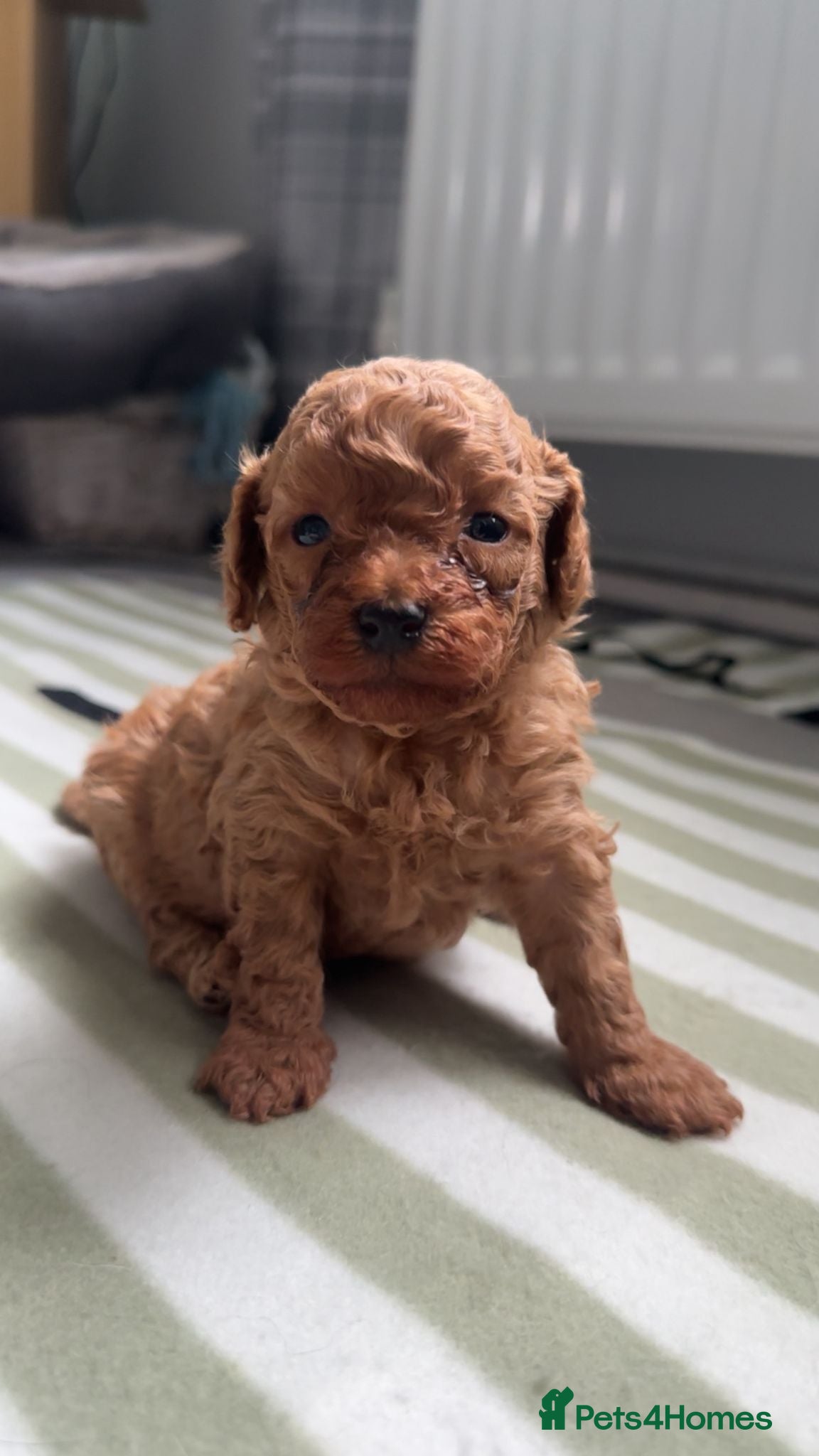 Poodle dogs TOY   POODLE PUPPIES 🐶 FOR SALE 🐾🐾🐾 - Advert 9