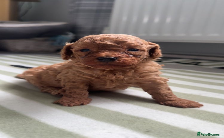 Poodle dogs TOY   POODLE PUPPIES 🐶 FOR SALE 🐾🐾🐾 - Advert 1