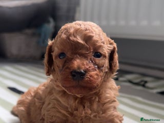 Poodle dogs TOY POODLE PUPPIES 🐶 FOR SALE 🐾🐾🐾 - Advert 1