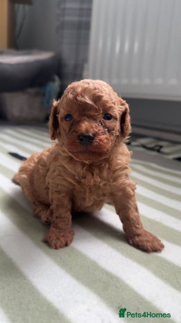 Poodle dogs TOY POODLE PUPPIES 🐶 FOR SALE 🐾🐾🐾 - Advert 1
