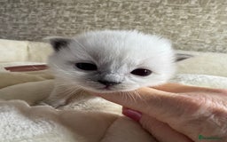 Ragdoll cats for sale: 🏆 gccf ragdoll grand champion kittens 🏆 - Image 28