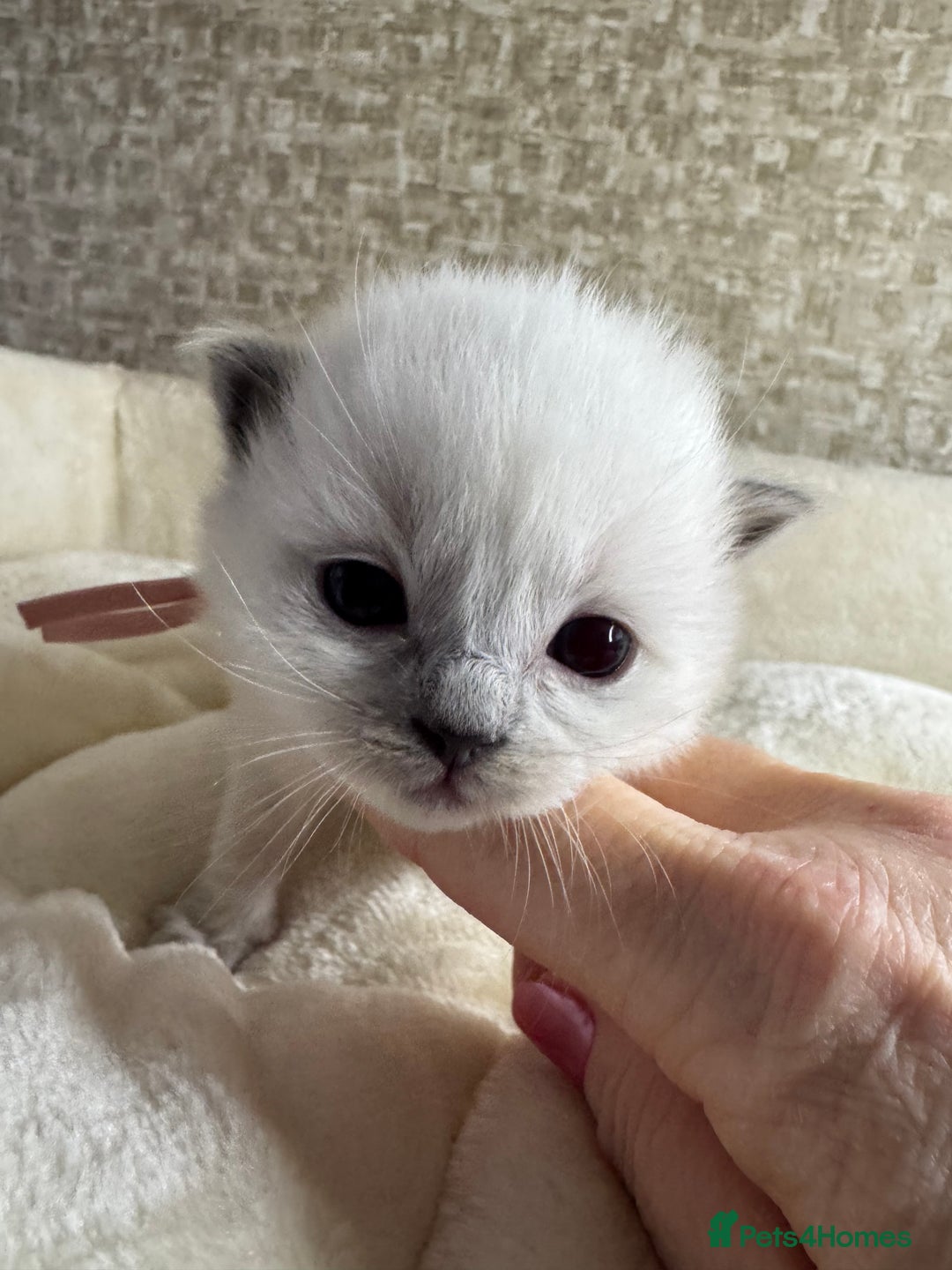 Ragdoll cats for sale: 🏆 gccf ragdoll grand champion kittens 🏆 - Image 28