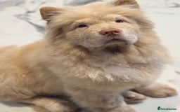 Chow Chow dogs for sale: 5 UNREAL QUALITY CHOWS 😍🦁 final reductions!  - Image 3