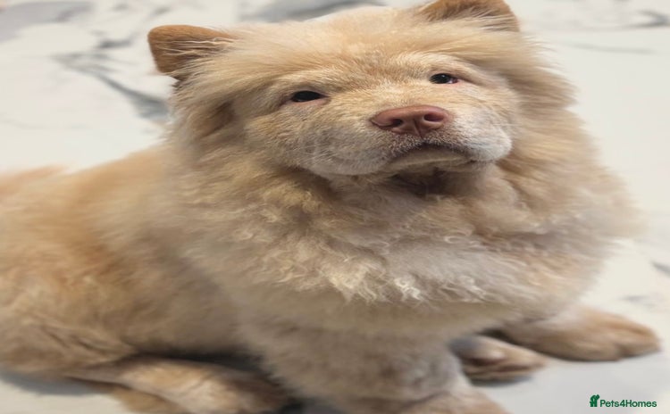 Chow Chow dogs - Advert 16