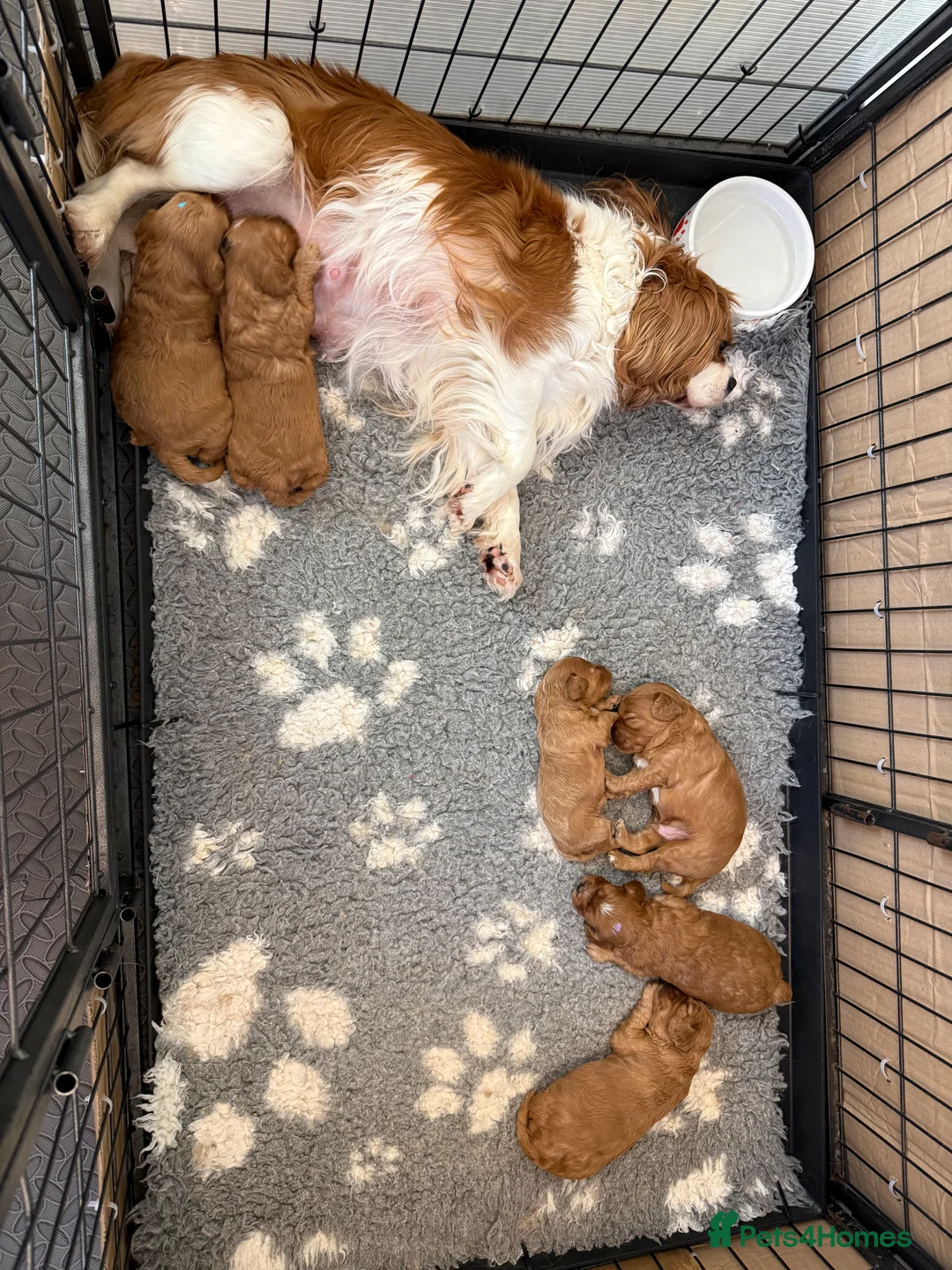 Cavapoo dogs for sale: Stunning, health tested, red Cavapoo pups  - Advert 8
