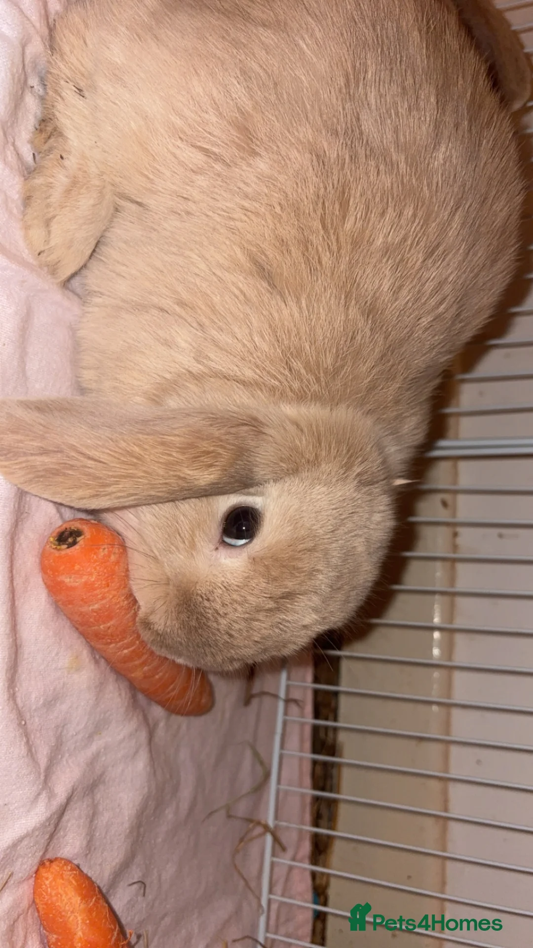 Mini Lop rabbits for sale: 6 month old mini lop buck - friendly and healthy in Berkeley - Advert 2
