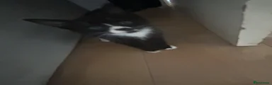 Domestic Shorthair 1
