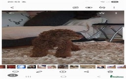 Cockapoo dogs for stud: Champagne cockapoo for stud only  - Image 7