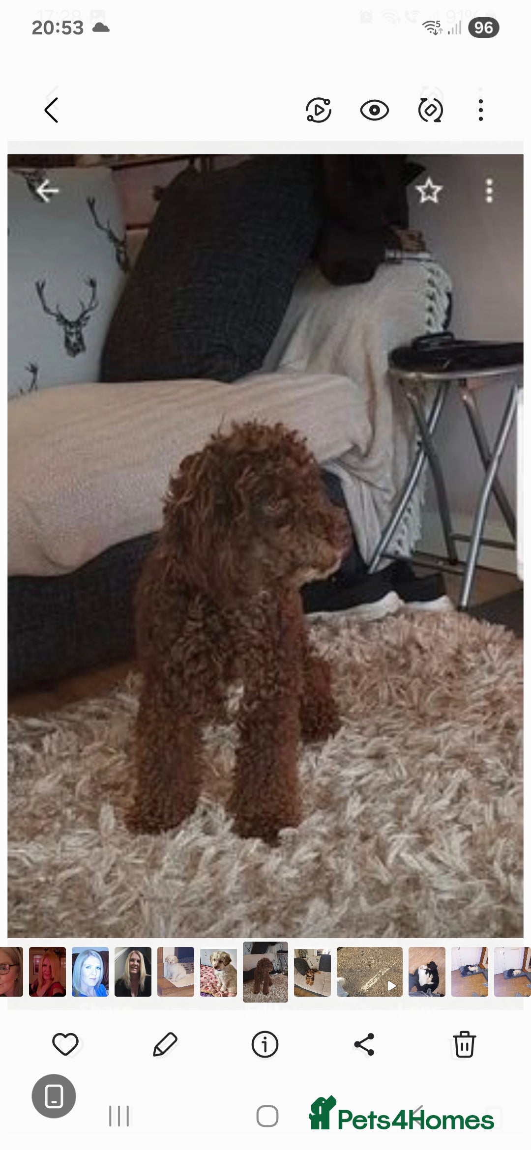 Cockapoo dogs for stud: Champagne cockapoo for stud only  - Image 7