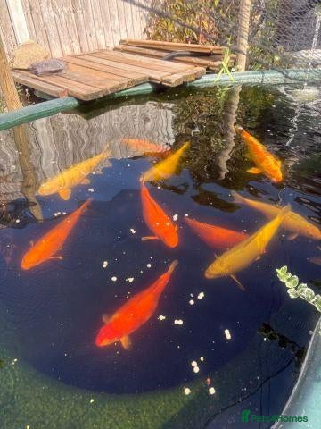 Koi Carp fish 15 Beautiful Koi Fish for Sale  - Advert 1