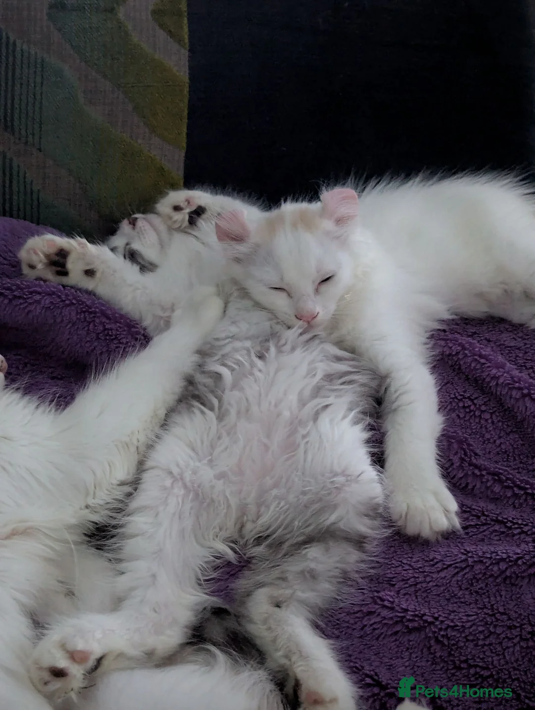 American Curl cats for sale: Beautiful, playful Rare American Curl Kittens - Advert 2