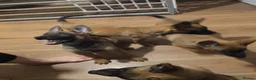 Belgian Shepherd Dog dogs for sale: Belgian Malinois Puppies for Sale- 11 weeks old - Advert 11