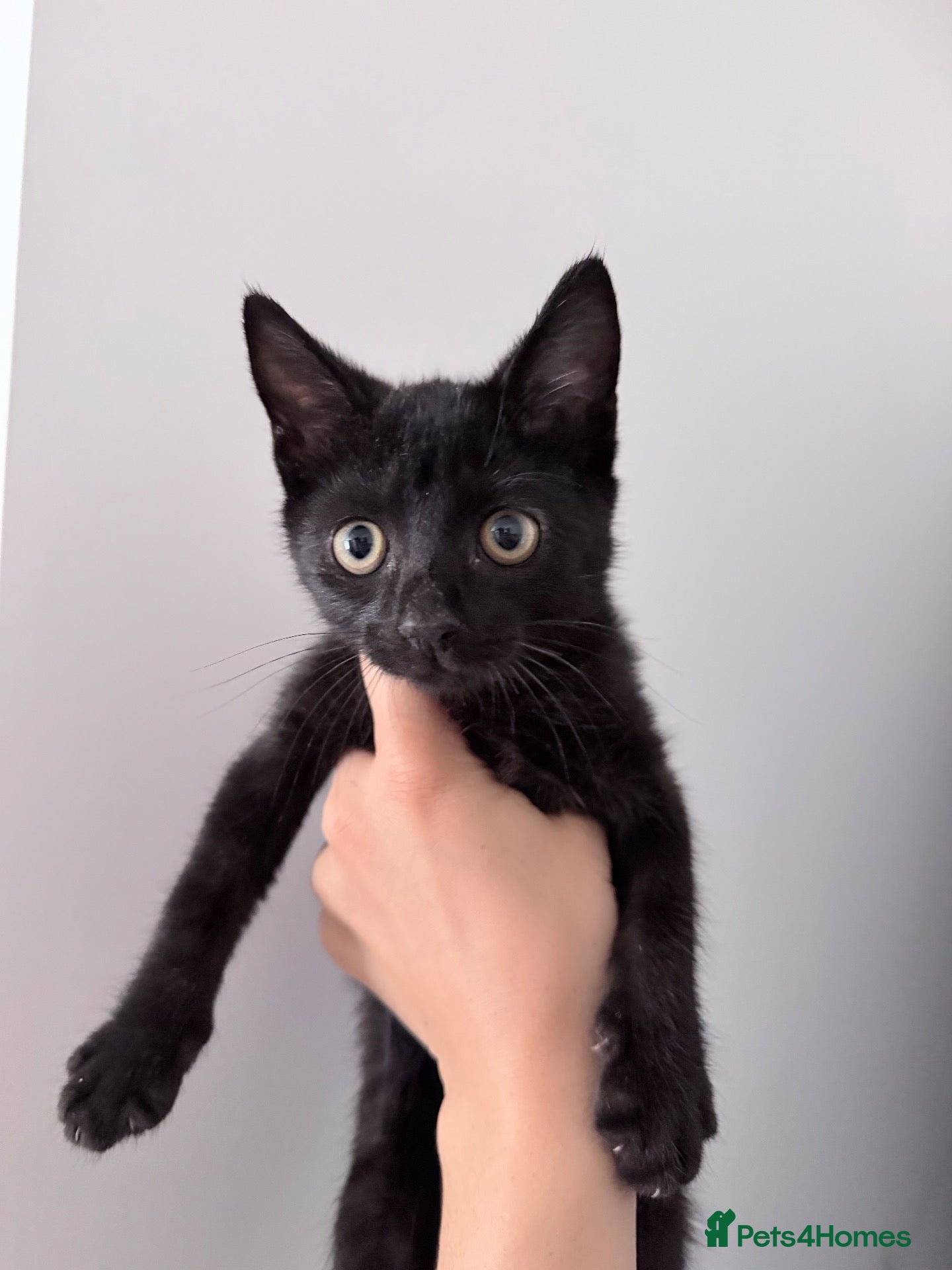 Mixed Breed cats 2 kittens looking for loving home 🐾 - Advert 5