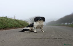 English Springer Spaniel dogs for sale: Heavily marked traditional working ESS - Image 5