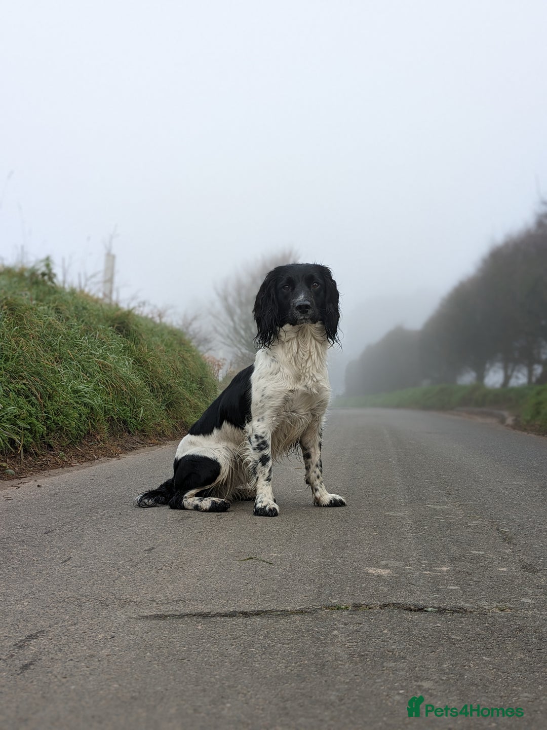 English Springer Spaniel dogs for sale: Heavily marked traditional working ESS - Image 5