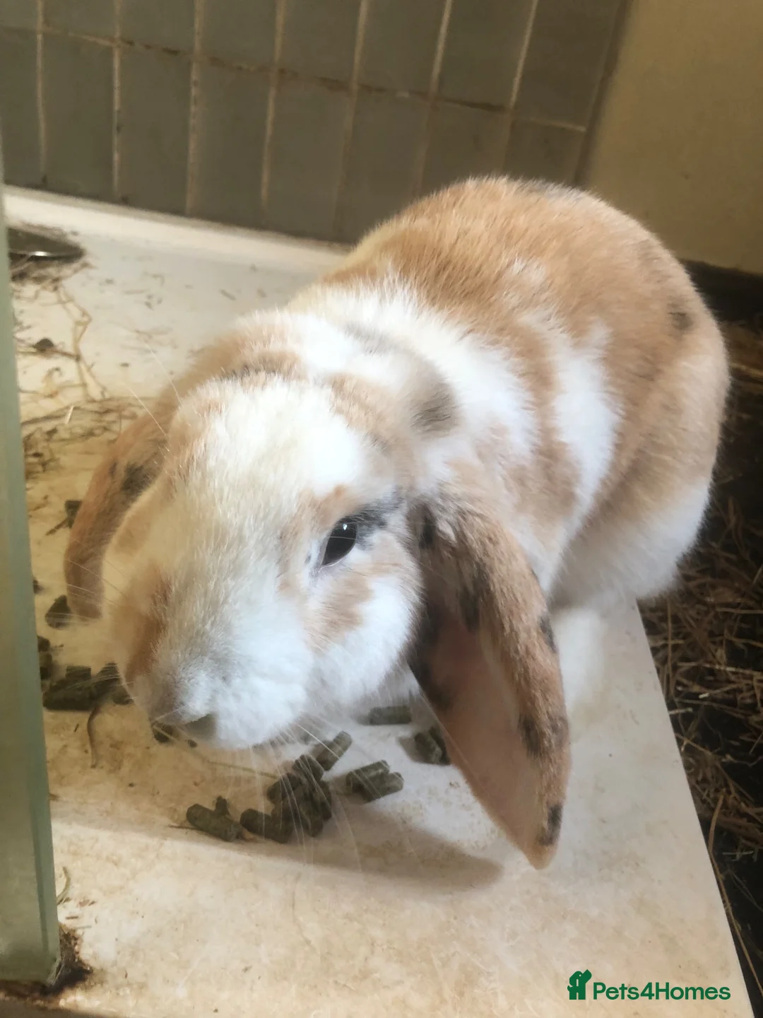 French Lop rabbits for sale: Friendly rabbits needs a new home in Folkestone - Advert 4