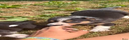 Border Collie dogs for sale: 9 Border Collie Puppies For Sale - Advert 13
