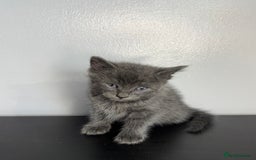 Mixed Breed cats for sale: Beautiful mixed bengal kittens  - Image 5