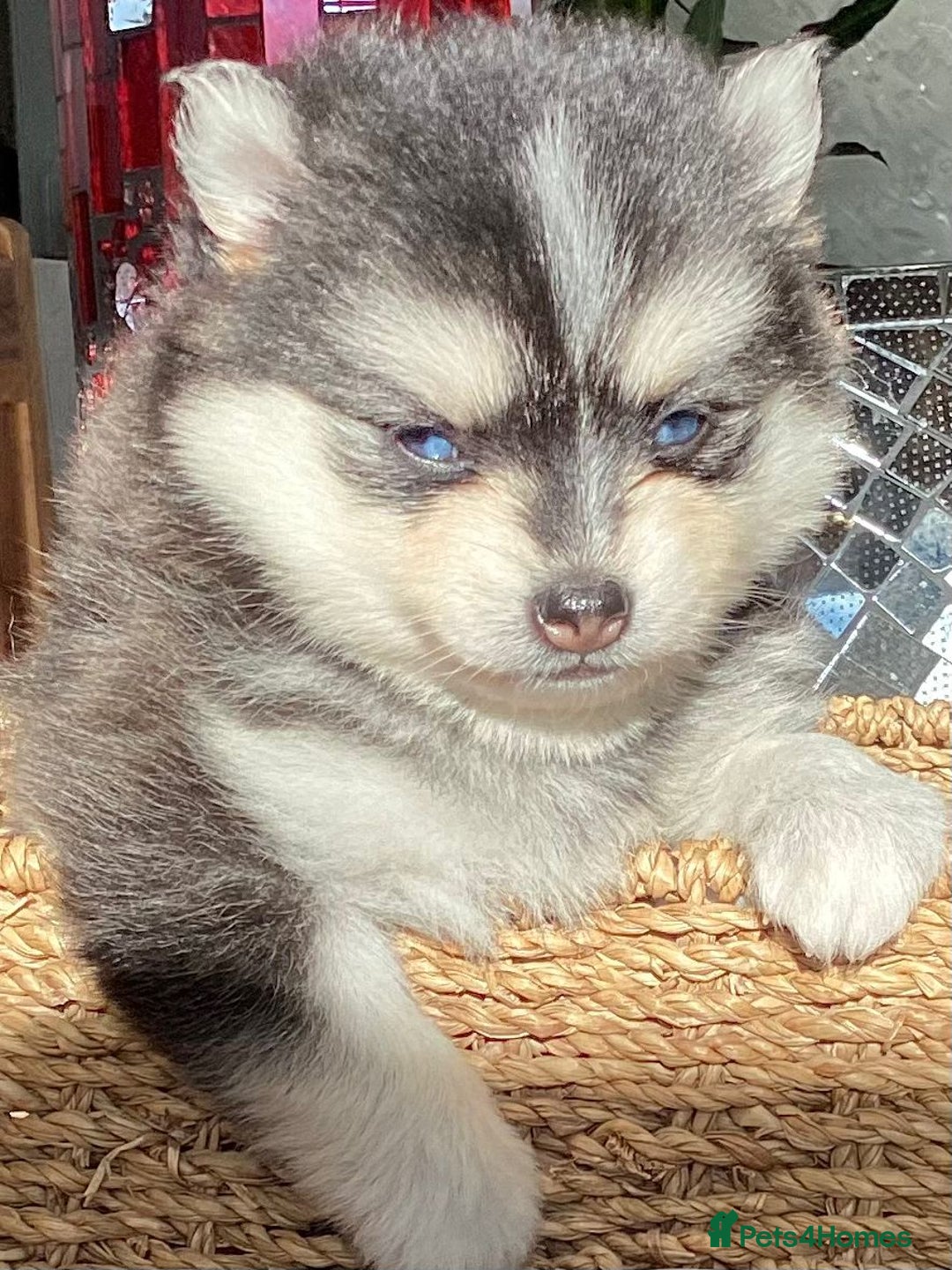 Pomsky dogs for sale: Very Tiny F4 Pomskys  - Image 32