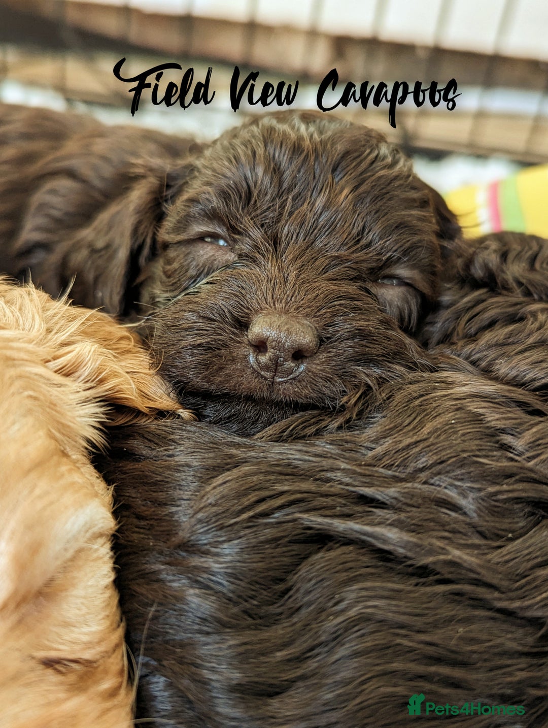 Cavalier King Charles Spaniel dogs for stud: 1st KC Registered Chocolate Cavalier Stud In UK!!  in Sutton Coldfield - Advert 20