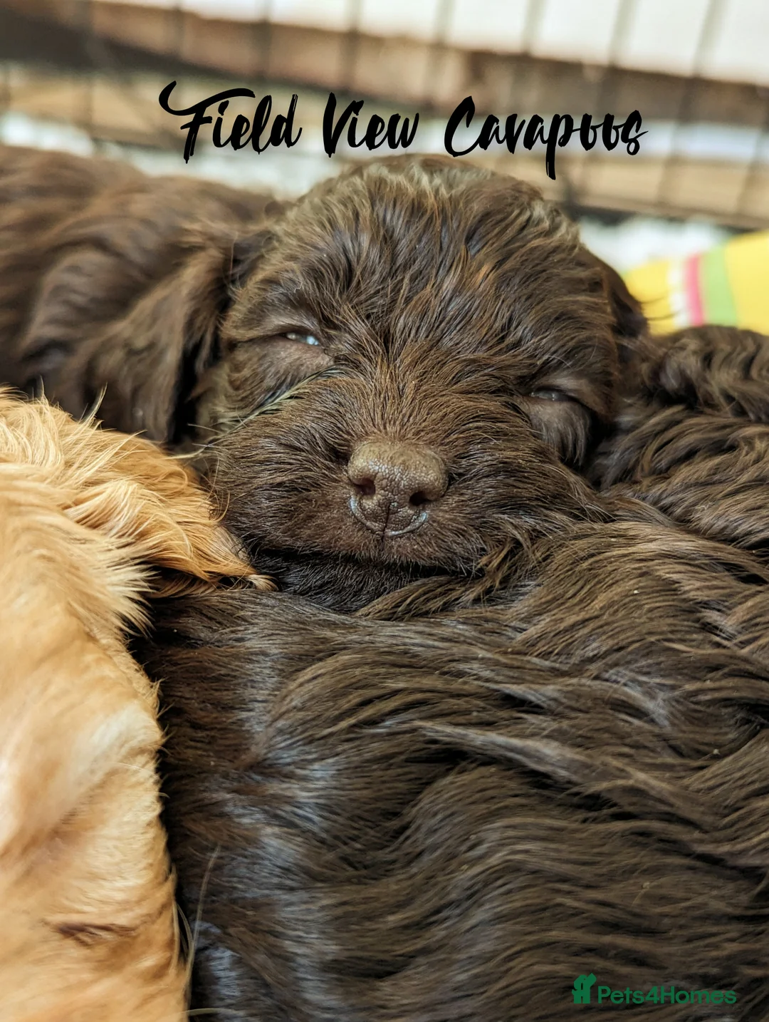 Cavalier King Charles Spaniel dogs for stud: 1st KC Registered Chocolate Cavalier Stud In UK!!  in Sutton Coldfield - Advert 20