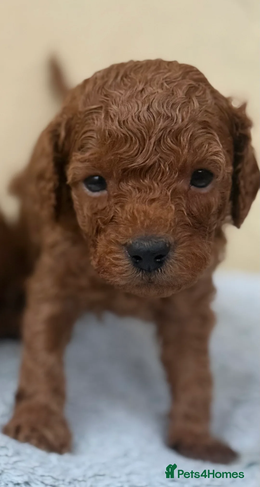 Cavapoo dogs for sale: Toy red Cavapoo pups.  5* Council Registered  - Advert 4