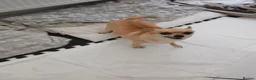 Chihuahua dogs for sale: Little boy - Advert 9