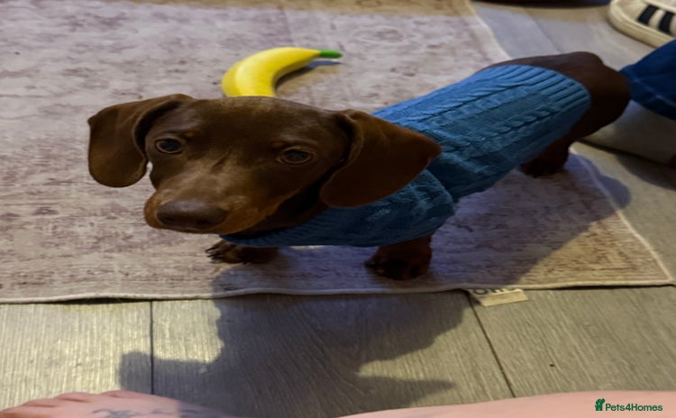 Miniature Dachshund dogs - Advert 15