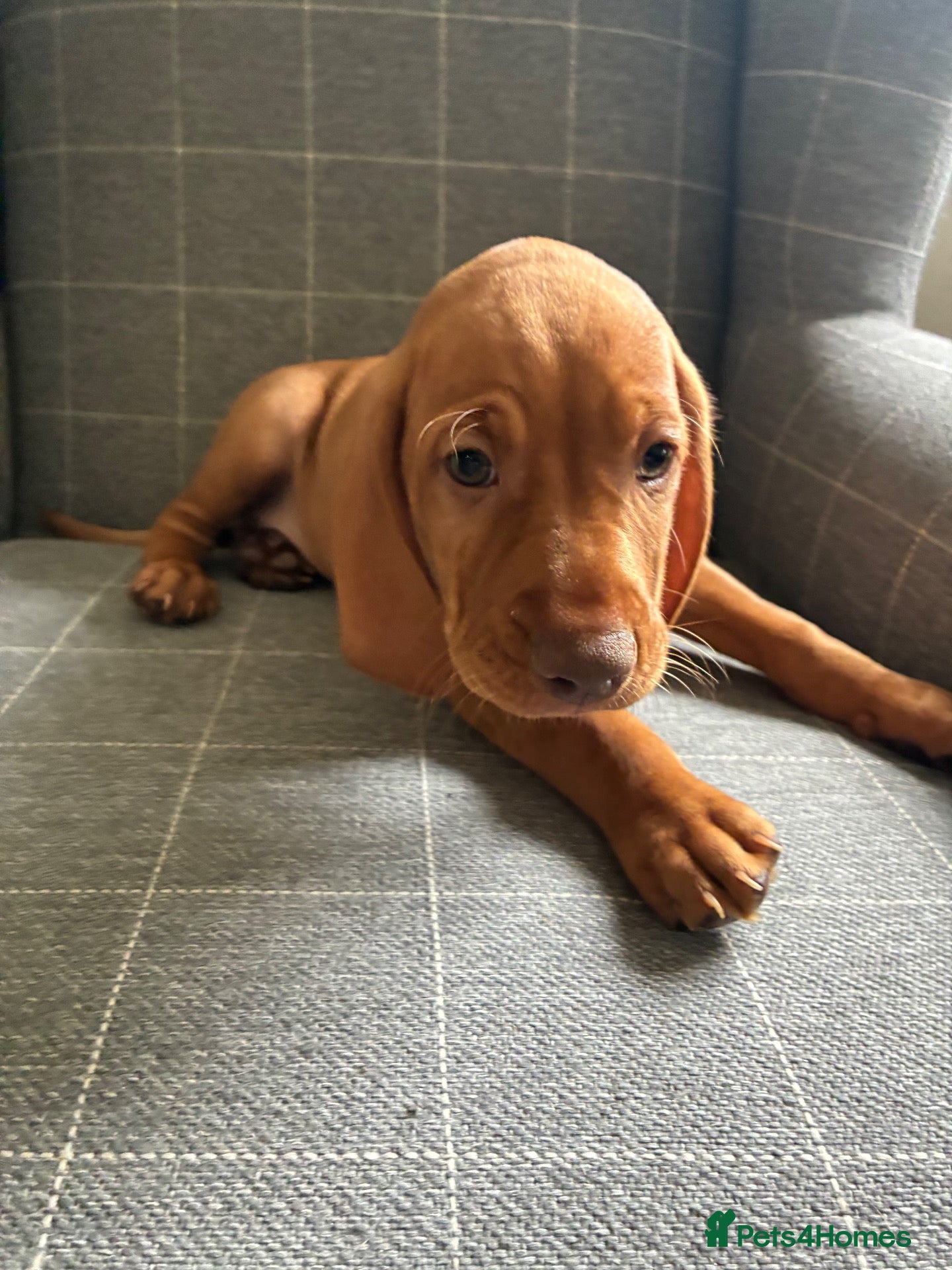 Hungarian Vizsla dogs  🤍NOW £1250ono💙 - Advert 2
