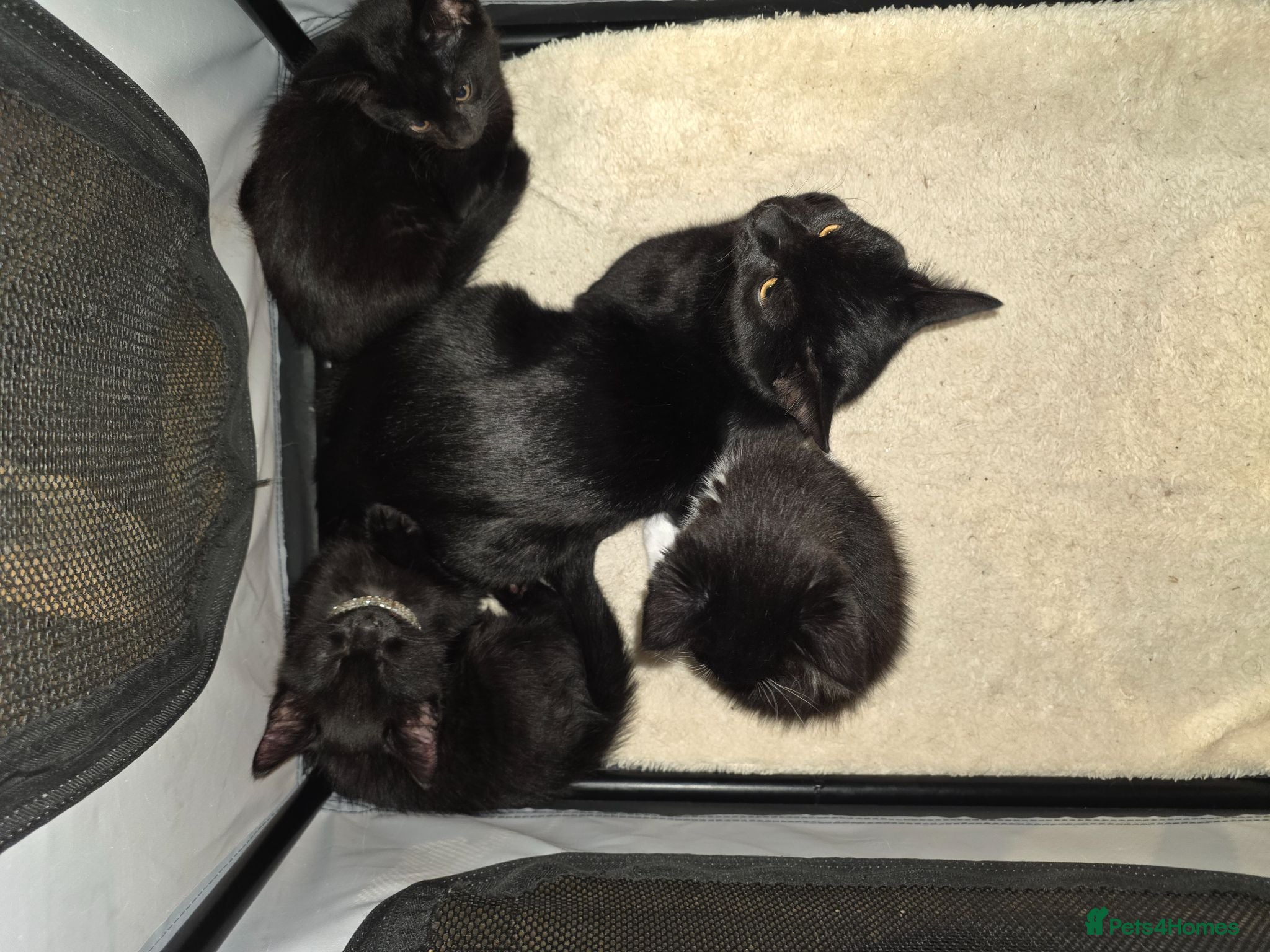 British Shorthair cats 2 kittens for sale. 1 male 1 female  - Advert 1
