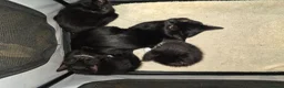 British Shorthair cats for sale: 2 kittens for sale. 1 male 1 female  in Birmingham - Advert 1