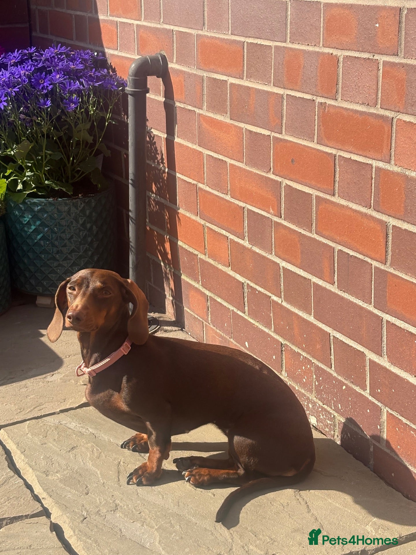Dachshund dogs Stunning Dachshunds puppies.  - Advert 8