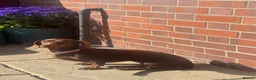 Dachshund dogs for sale: Stunning Dachshunds puppies.  in Leek - Advert 1