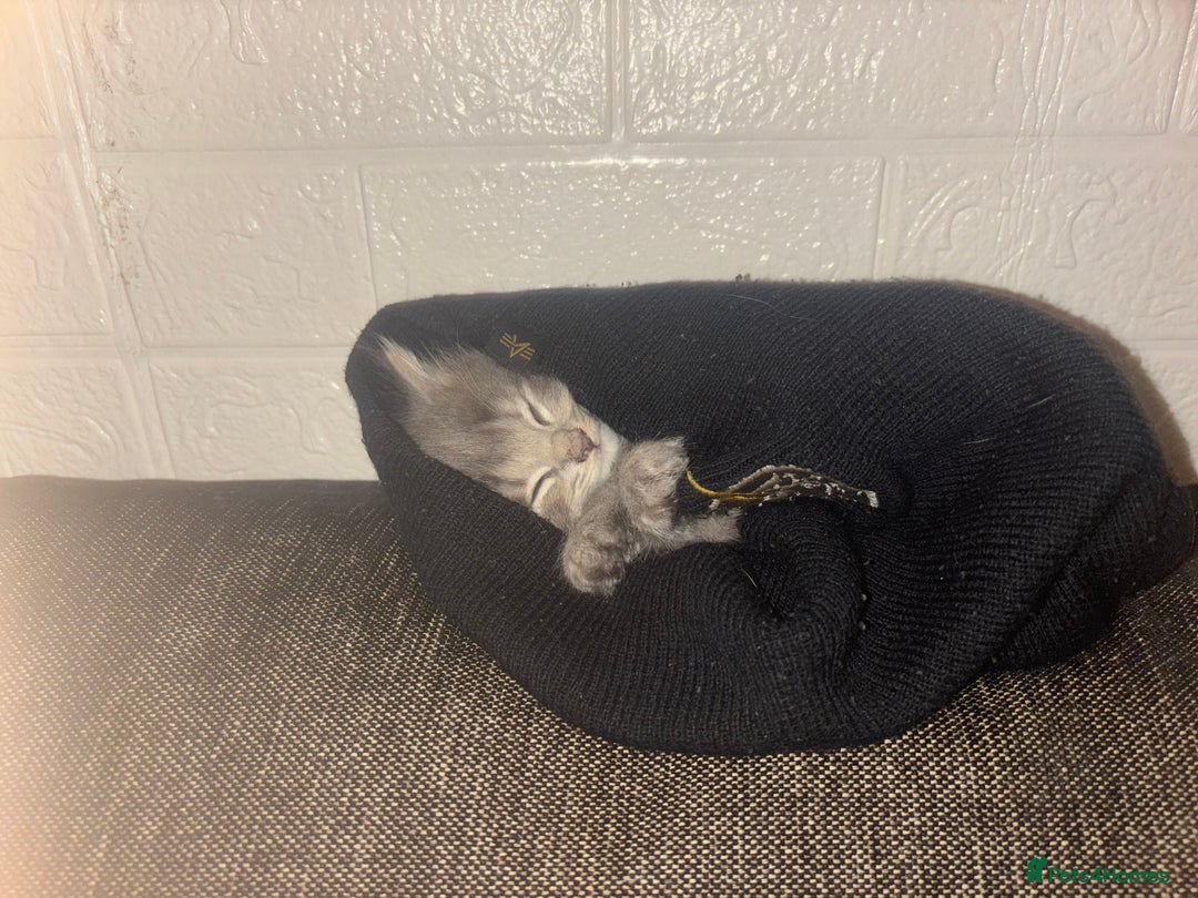 Domestic Shorthair cats for sale: Tabby long haired female  - Advert 3