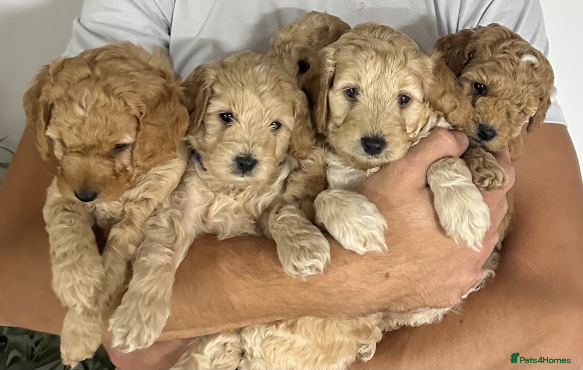 Cockapoo dogs Ready next week! Cockapoos 2 boys and 3 girls - Advert 10