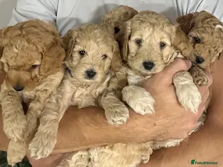 Cockapoo dogs Ready next week! Cockapoos 2 boys and 3 girls - Advert 10