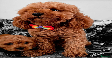 Cavapoo dogs - Advert 8