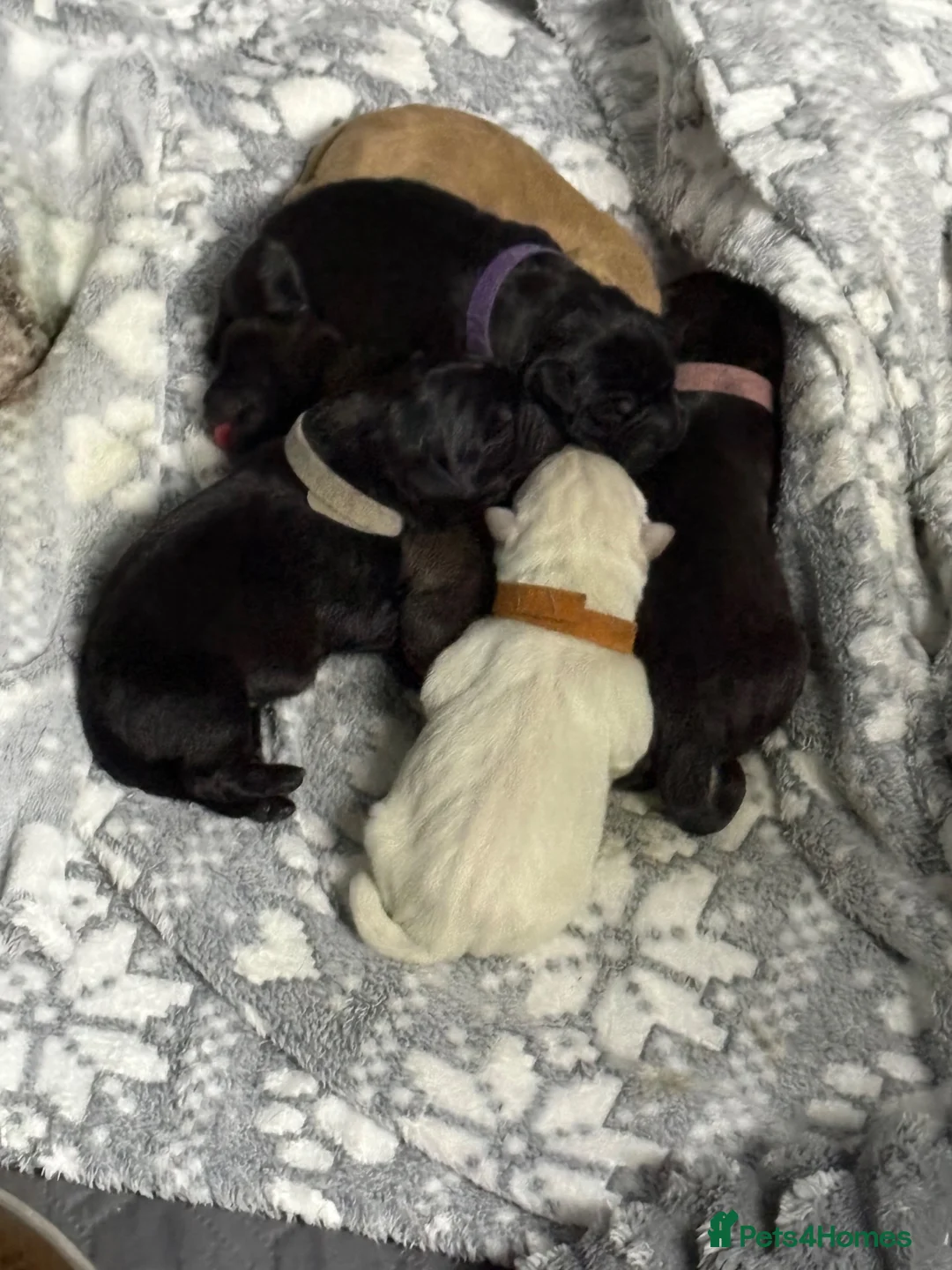 Mixed Breed dogs for sale: A very rare cross bread of dog. The shardor.  in Banbury - Advert 4