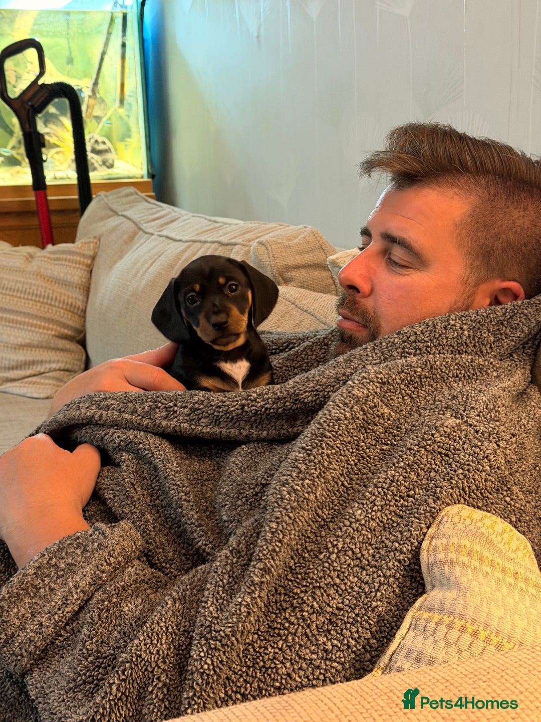 Dachshund dogs for sale: Gorgeous sausage pups for sale  - Image 1