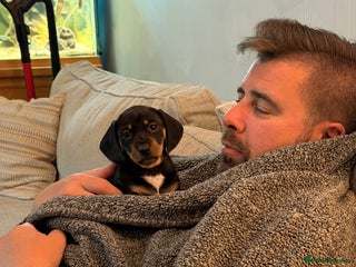 Dachshund dogs - Advert 11