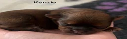 Shih Tzu dogs for sale: Shih Tzu pups - Advert 28