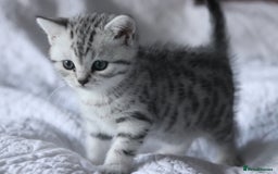British Shorthair cats for sale: GCCF British Shorthair Silver Kittens - Advert 7