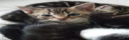 Mixed Breed cats for sale: Kittens ready now,  - Advert 12