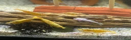 Shrimps fish for sale: Yellow Neo shrimp x12  - Advert 4