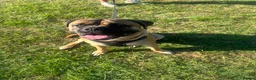 Bullmastiff dogs for stud: Bullmastiff to stud  in Immingham - Advert 1