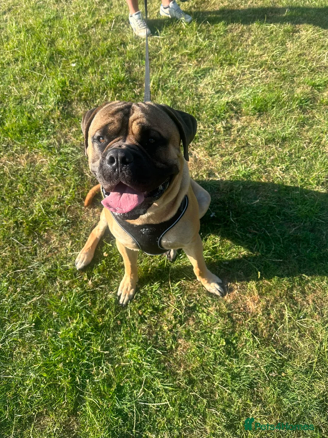 Bullmastiff dogs for stud: Bullmastiff to stud  in Immingham - Advert 1