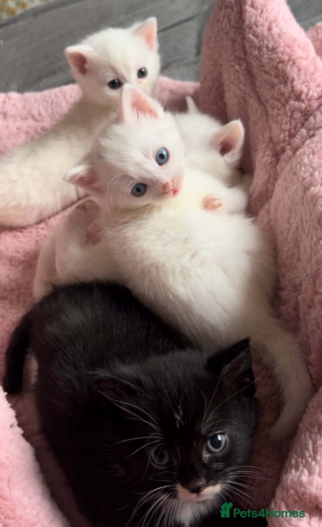 Mixed Breed cats for sale: Sweet kittens need a loving home - Image 6