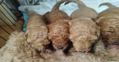 Miniature Poodle dogs - Advert 1